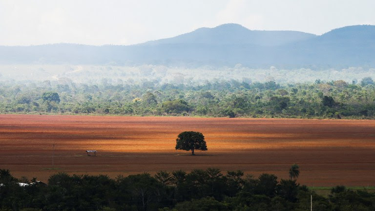 Campo desmatado na Amazônia