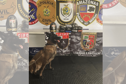 Imagem colorida mostra cadela Havana em apreensão de droga