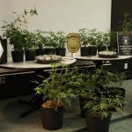 Apresentação de plantas de cannabis em vasos pretos utilizado para produção de maconha, com um armário de cultivo iluminado e símbolos da polícia.