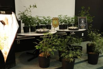 Apresentação de plantas de cannabis em vasos pretos utilizado para produção de maconha, com um armário de cultivo iluminado e símbolos da polícia.