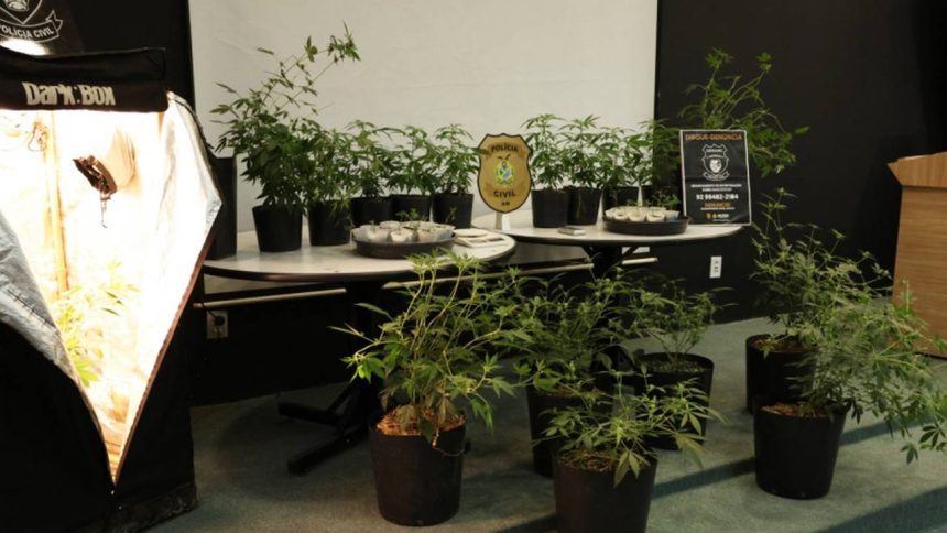 Apresentação de plantas de cannabis em vasos pretos utilizado para produção de maconha, com um armário de cultivo iluminado e símbolos da polícia.