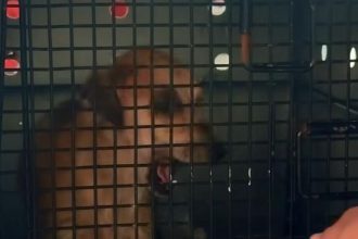 Cachorra resgatada em Tefé, Amazonas, após violência sexual.