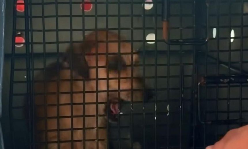 Cachorra resgatada em Tefé, Amazonas, após violência sexual.