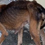Cachorro desnutrido comendo em uma tigela.