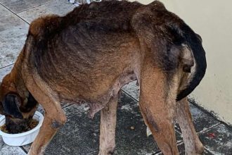 Cachorro desnutrido comendo em uma tigela.