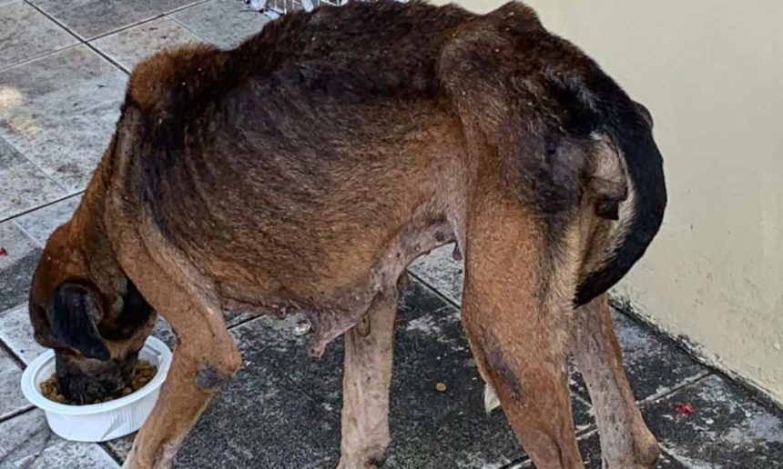 Cachorro desnutrido comendo em uma tigela.