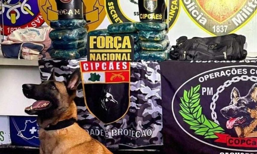 Cachorro policial com drogas apreendidas em operação da Rocam e Força Nacional