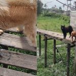 Cachorros resgatados em Eirunepé, Amazonas, após maus-tratos.