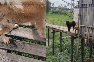 Cachorros resgatados em Eirunepé, Amazonas, após maus-tratos.