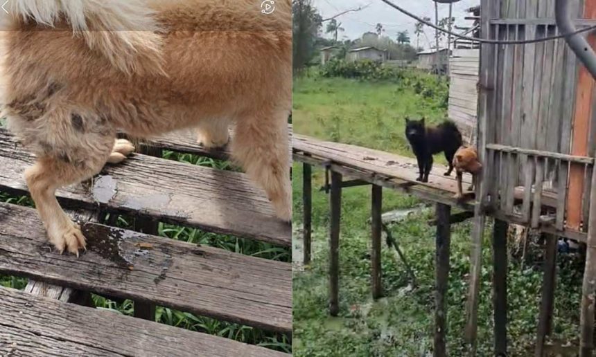 Cachorros resgatados em Eirunepé, Amazonas, após maus-tratos.