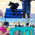 Cães em evento de saúde animal, com pessoas e obstáculos.
