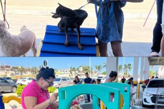 Cães em evento de saúde animal, com pessoas e obstáculos.