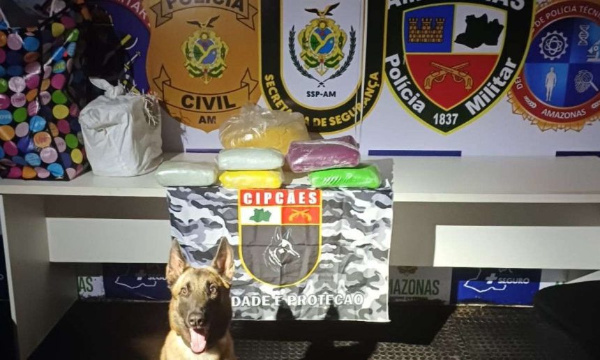 Cão farejador da Polícia Militar do Amazonas (PMAM) com drogas apreendidas em operação