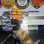 Cão farejador e drogas apreendidas em ação policial.