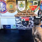 Cão farejador e drogas apreendidas pela PMAM.