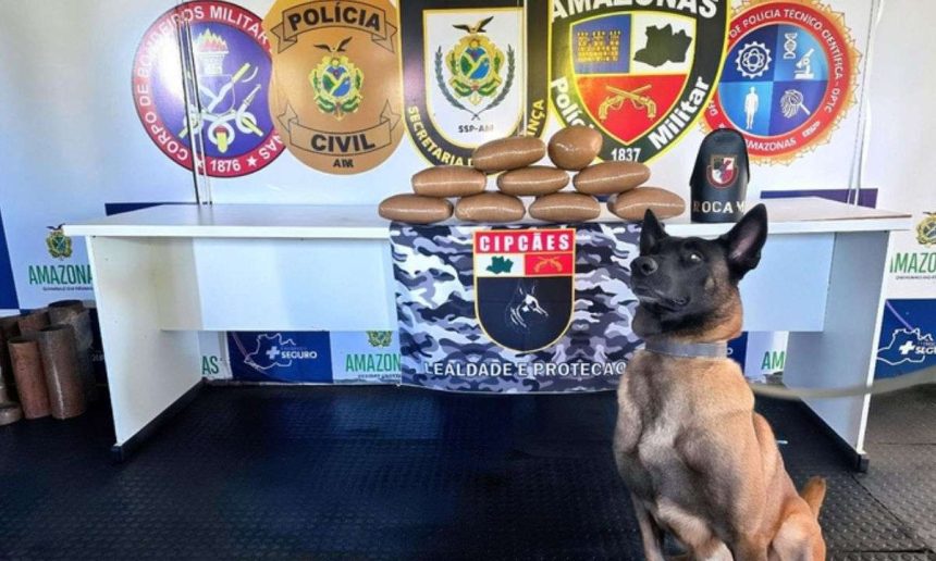 Cão farejador e drogas apreendidas pela PMAM.