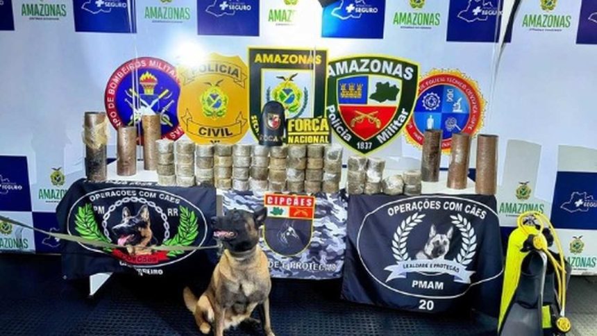 Cadela Havanam um cão farejador em apreensão de drogas da Polícia Militar do Amazonas. Operação com cães.