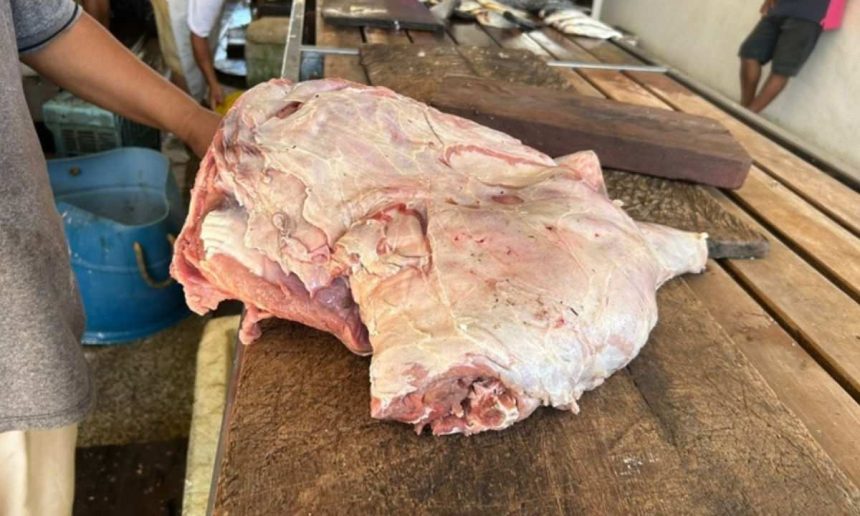 Carne de capivara apreendida em operação do Ipaam