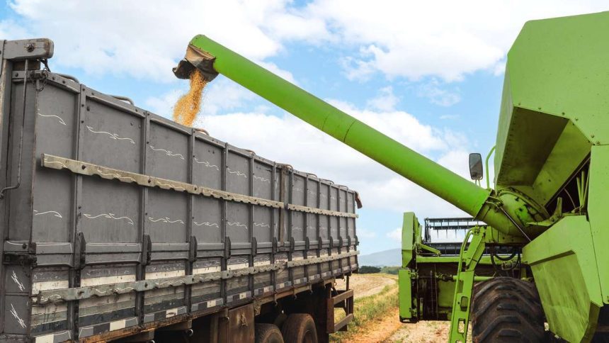 Colheita de grãos sendo transferida para caminhão por máquina agrícola.
