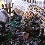 Esculturas de animais feitas de papelão, incluindo uma onça-pintada com um filhote, uma capivara e um papagaio.