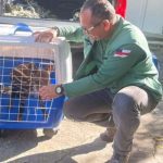Filhote de anta resgatado em Careiro Castanho sendo cuidado por homem.