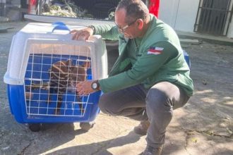 Filhote de anta resgatado em Careiro Castanho sendo cuidado por homem.