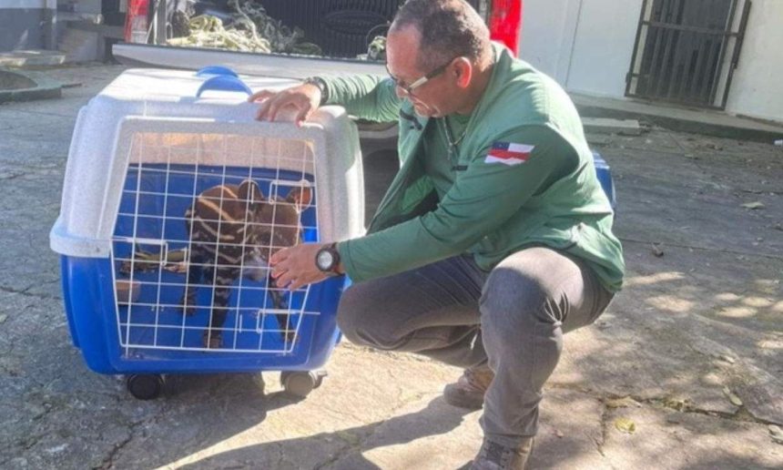 Filhote de anta resgatado em Careiro Castanho sendo cuidado por homem.