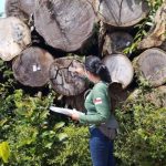 Fiscalização ambiental em madeira extraída, combatendo desmatamento ilegal.
