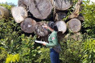 Fiscalização ambiental em madeira extraída, combatendo desmatamento ilegal.