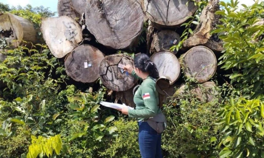 Fiscalização ambiental em madeira extraída, combatendo desmatamento ilegal.