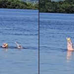 Golfinhos rosa no rio Amazonas brincando com bola amarela, Novo Airão