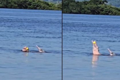 Golfinhos rosa no rio Amazonas brincando com bola amarela, Novo Airão