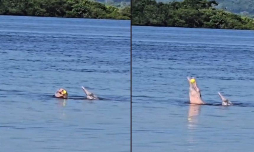 Golfinhos rosa no rio Amazonas brincando com bola amarela, Novo Airão