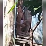 Imagem mostra cena de possÃvel violência contra animal em Tefé, Amazonas.