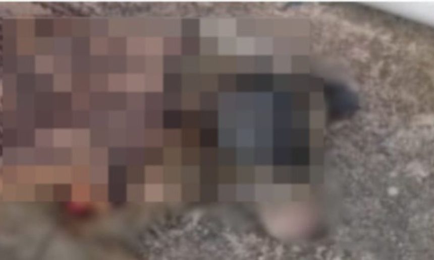 Imagem pixelizada de uma cadela ferida na rua.