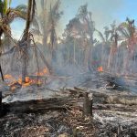 Incêndio florestal em Manicoré, Amazonas. Destruição da mata nativa.