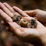 Mãos segurando fungos comestíveis em pesquisa do INPA.