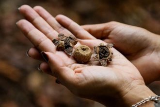 Mãos segurando fungos comestíveis em pesquisa do INPA.