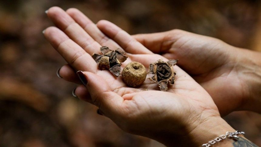 Mãos segurando fungos comestíveis em pesquisa do INPA.
