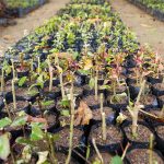 Mudas de plantas em vasos sendo preparadas para distribuição gratuita.