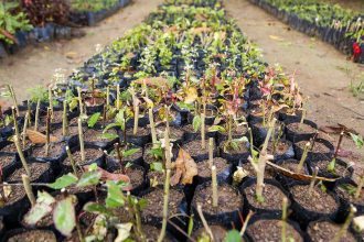 Mudas de plantas em vasos sendo preparadas para distribuição gratuita.