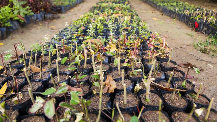 Mudas de plantas em vasos sendo preparadas para distribuição gratuita.