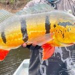 Peixe Tucunaré-açu grande sendo segurado por um pescador.