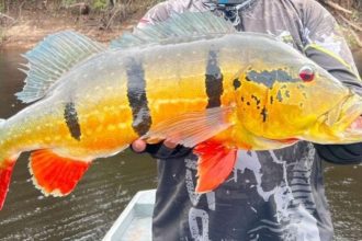 Peixe Tucunaré-açu grande sendo segurado por um pescador.