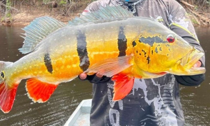 Peixe Tucunaré-açu grande sendo segurado por um pescador.
