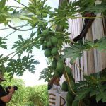 Pessoa filmando mamoeiro com roteiro, com folhas verdes exuberantes e uma casa de madeira ao fundo.