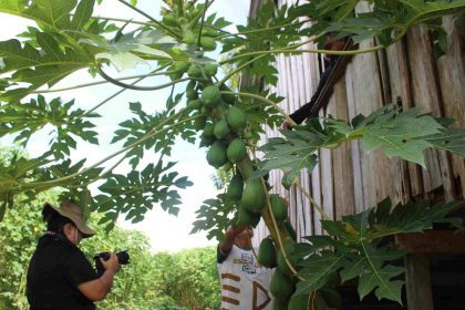 Pessoa filmando mamoeiro com roteiro, com folhas verdes exuberantes e uma casa de madeira ao fundo.