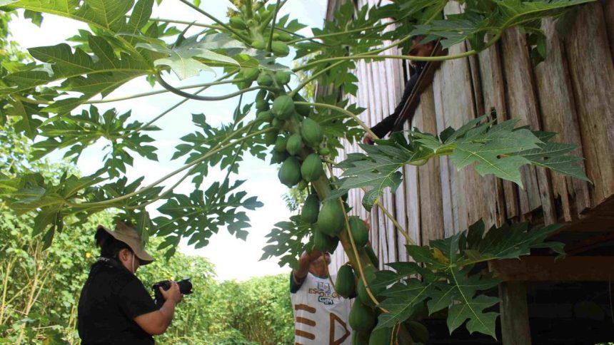 Pessoa filmando mamoeiro com roteiro, com folhas verdes exuberantes e uma casa de madeira ao fundo.