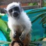 Sauim-de-coleira em ambiente natural, com pelagem branca e marrom e olhos curiosos.