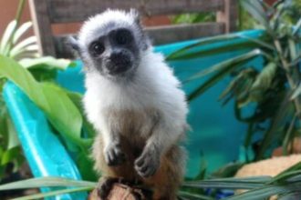 Sauim-de-coleira em ambiente natural, com pelagem branca e marrom e olhos curiosos.